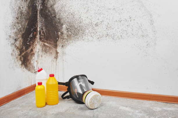Best Kitchen Mold Remediation in Scotts Valley, CA