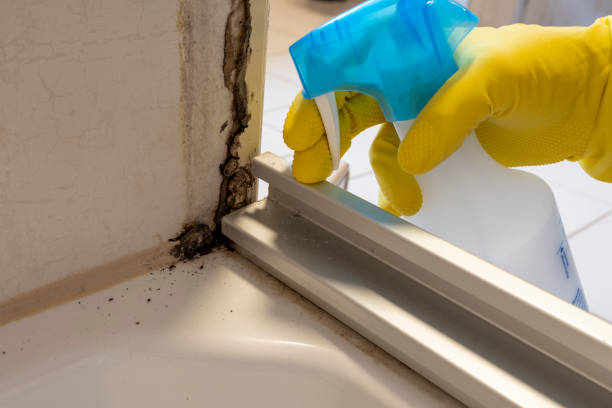 Trusted Scotts Valley, CA Mold Remediation Experts