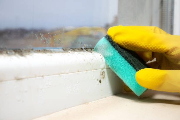 Best Attic Mold Remediation in Scotts Valley, CA