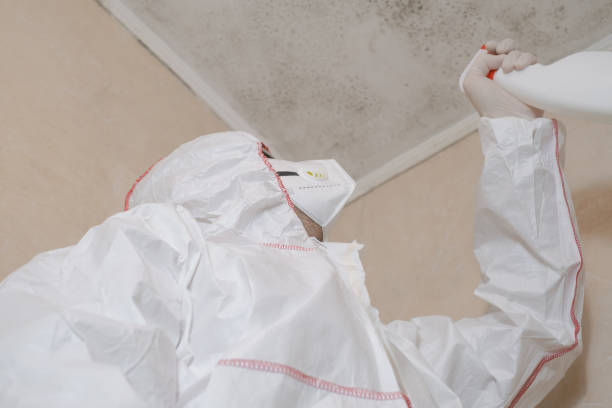 Best DIY Mold Remediation Support Services in Scotts Valley, CA