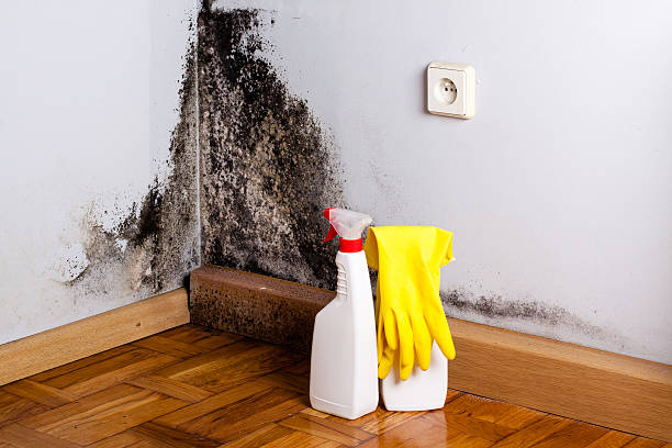 Best Health and Safety Mold Remediation in Scotts Valley, CA