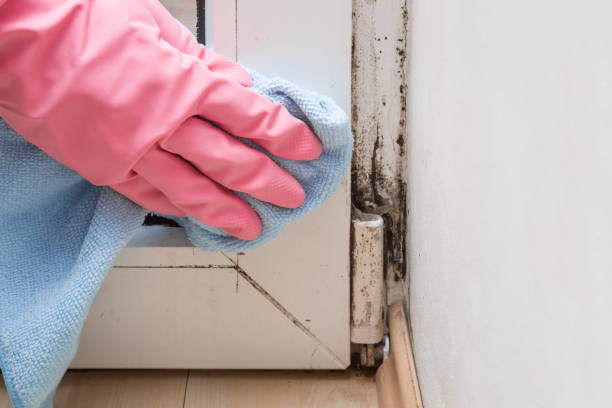 Best Crawl Space Mold Remediation in Scotts Valley, CA