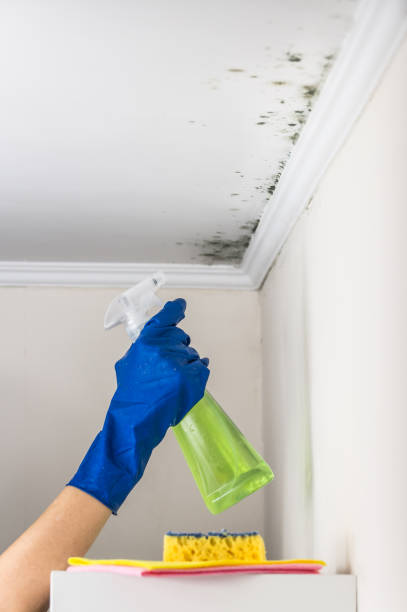 Best Emergency Mold Remediation in Scotts Valley, CA